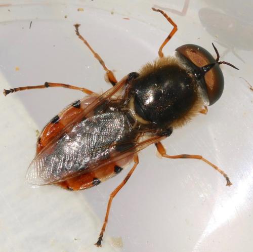 Réf. 322 909 : Odontomyia ornata